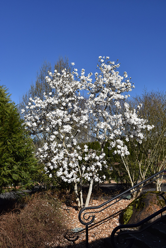 Royal Star Magnolia (Magnolia stellata 'Royal Star') at Hicks Nurseries