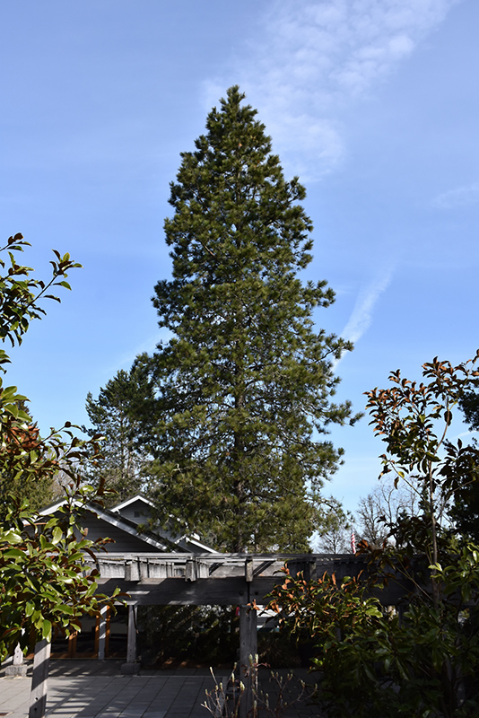 Shore Pine (Pinus contorta 'var. contorta') at Hicks Nurseries