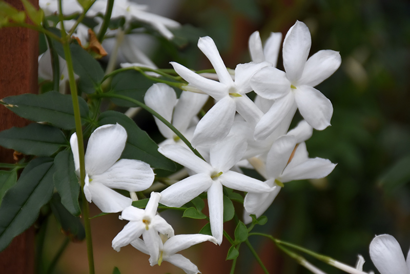 Climbing Jasmine (Jasminum polyanthum) at Hicks Nurseries