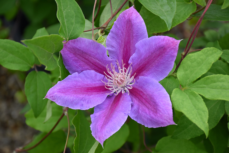 Dr. Ruppel Clematis (Clematis 'Dr. Ruppel') at Hicks Nurseries