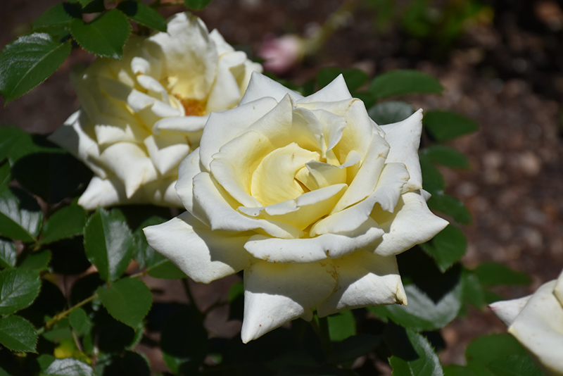 Lemon Spice Rose (Rosa 'Lemon Spice') at Hicks Nurseries