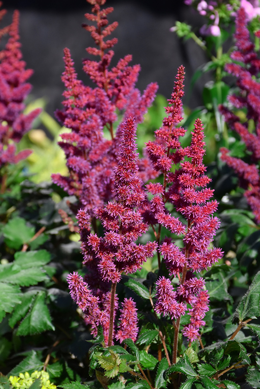 Visions in Red Chinese Astilbe (Astilbe chinensis 'Visions in Red') at Hicks Nurseries