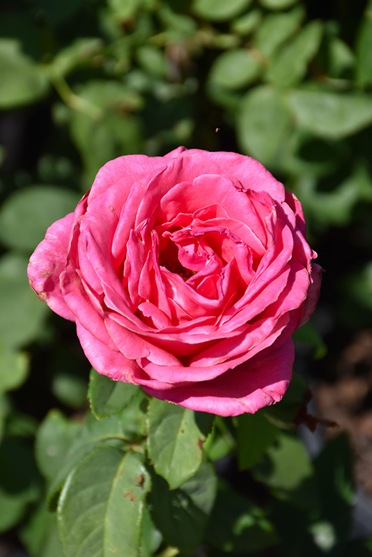 Perfume Delight Rose (Rosa 'Perfume Delight') at Hicks Nurseries