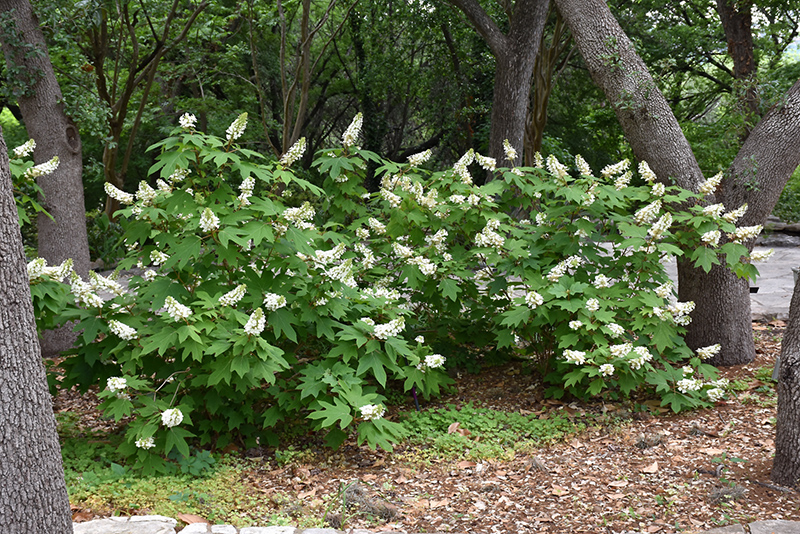 Oakleaf Hydrangea (Hydrangea quercifolia) at Hicks Nurseries