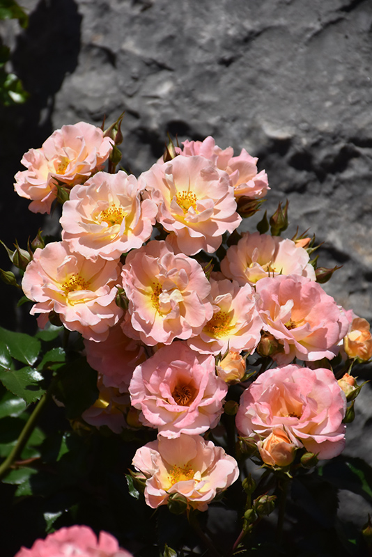 Peach Drift Rose (Rosa 'Meiggili') at Hicks Nurseries