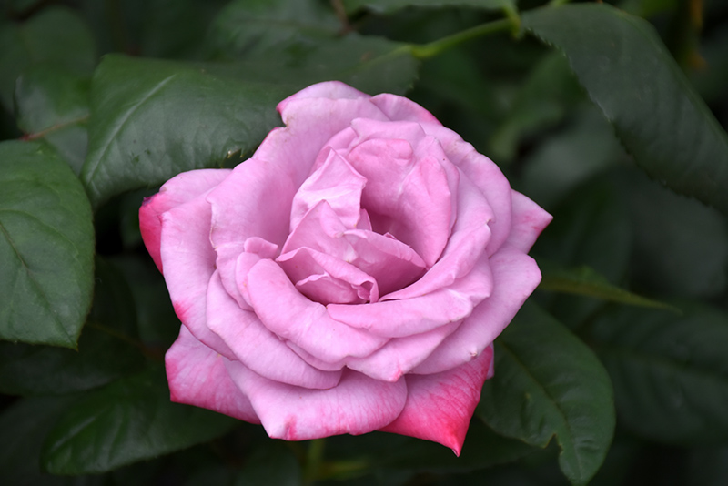 Paradise Rose (Rosa 'Paradise') at Hicks Nurseries