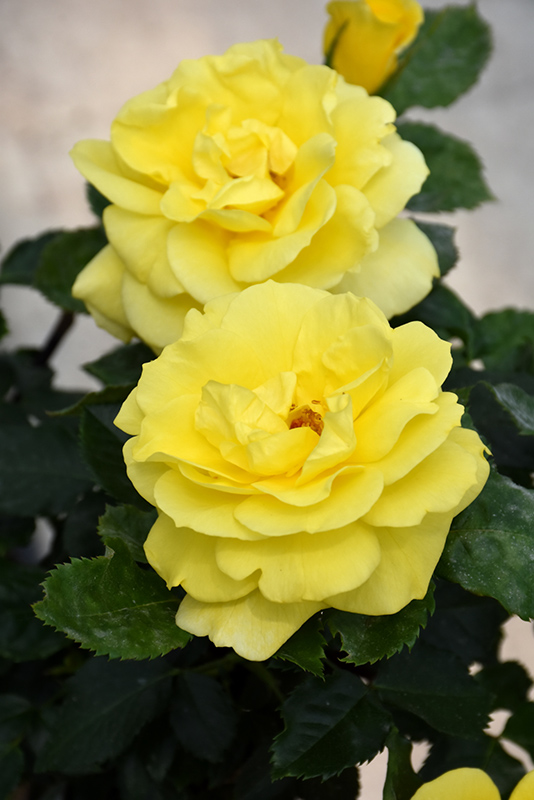 Sunsprite Rose (Rosa 'Sunsprite') at Hicks Nurseries