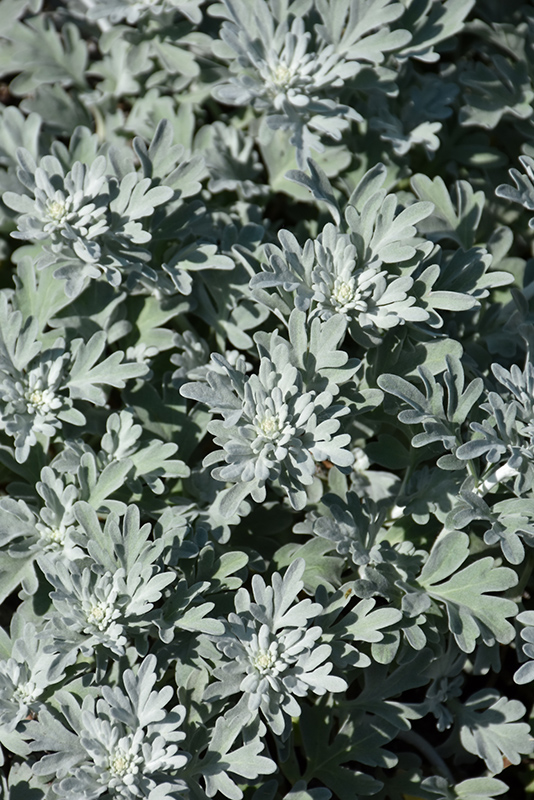 Silver Brocade Artemesia (Artemisia stelleriana 'Silver Brocade') at Hicks Nurseries