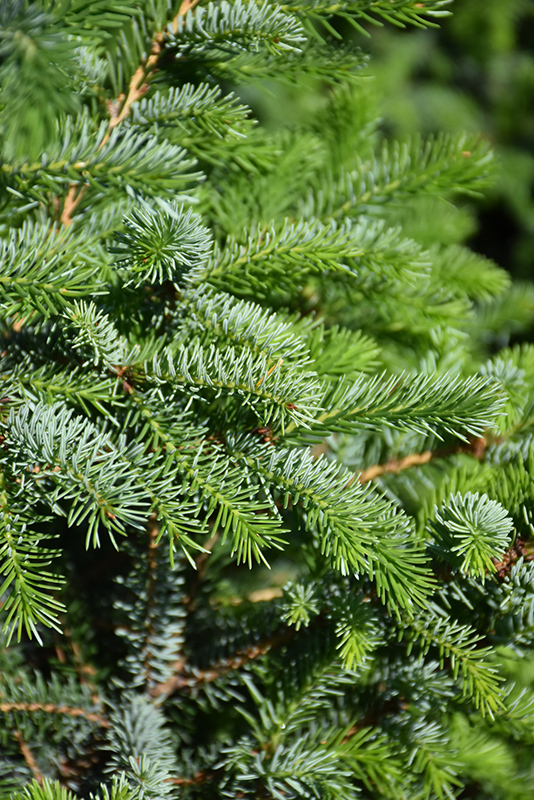 Silver Blue Serbian Spruce (Picea omorika 'Silberblue') at Hicks Nurseries