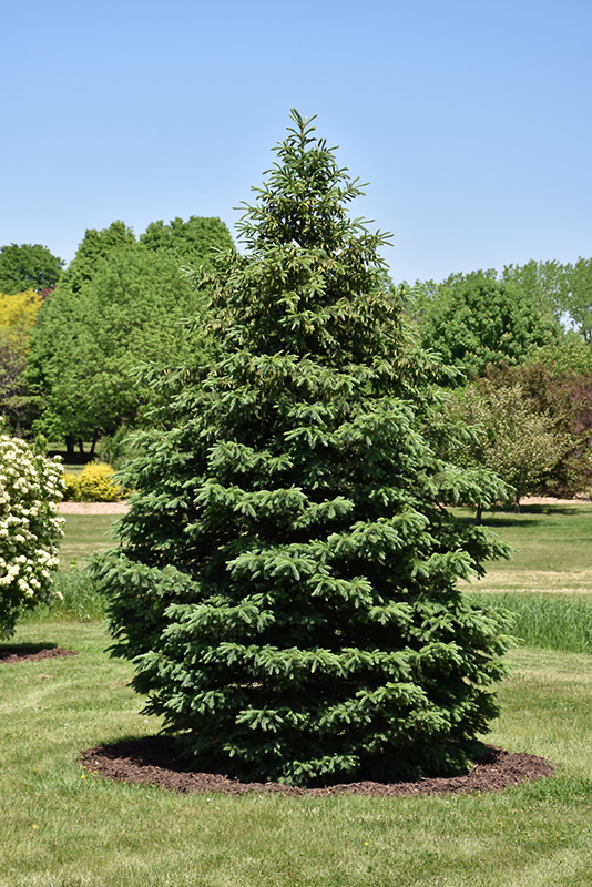 Black Hills Spruce (Picea glauca var. densata) at Hicks Nurseries