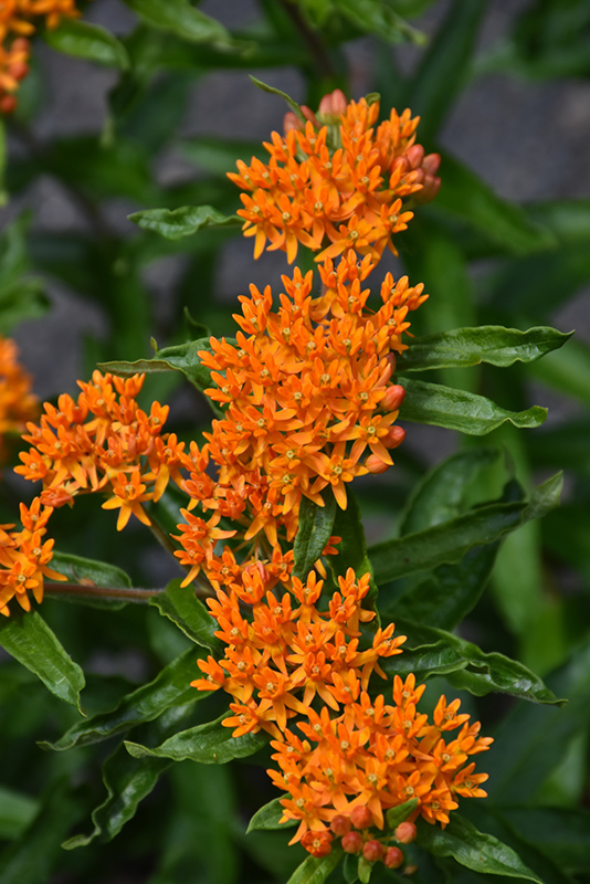 Butterfly Weed (Asclepias tuberosa) at Hicks Nurseries