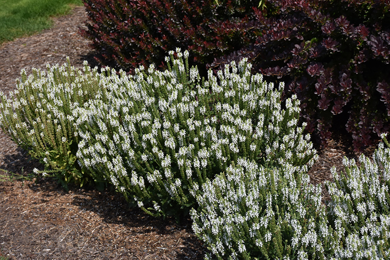 Snow Hill Sage (Salvia x sylvestris 'Snow Hill') at Hicks Nurseries