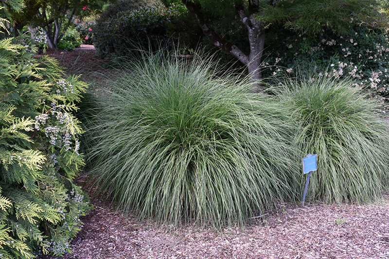 Hameln Dwarf Fountain Grass (Pennisetum alopecuroides 'Hameln') at Hicks Nurseries