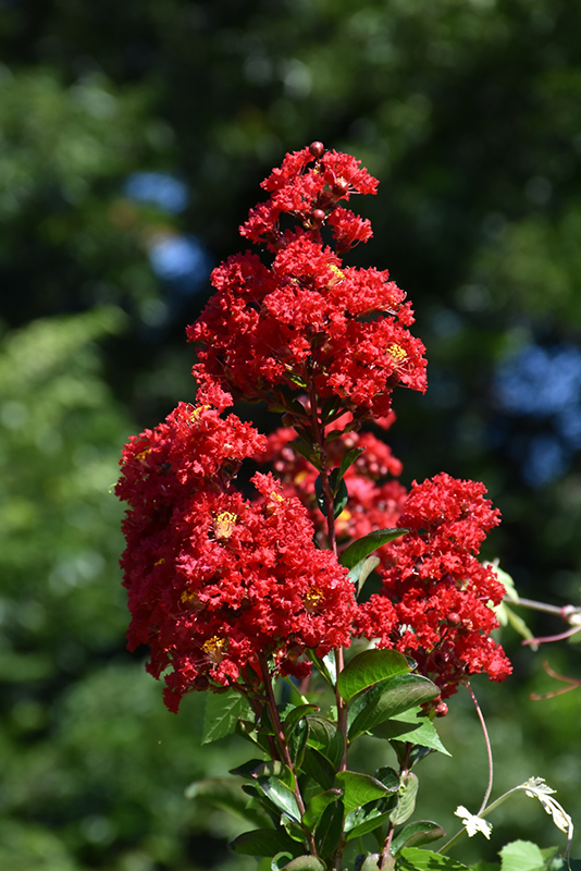 Red Rocket Crapemyrtle (Lagerstroemia indica 'Whit IV') at Hicks Nurseries