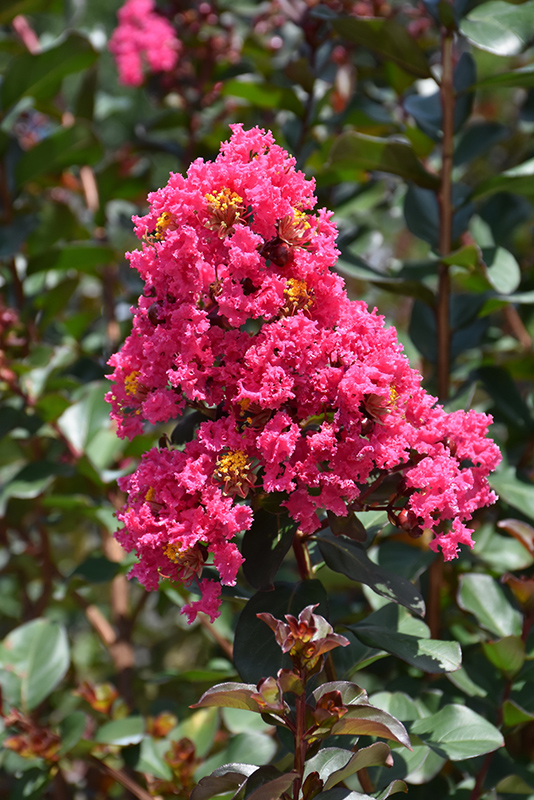 Pink Velour Crapemyrtle (Lagerstroemia indica 'Whit III') at Hicks Nurseries