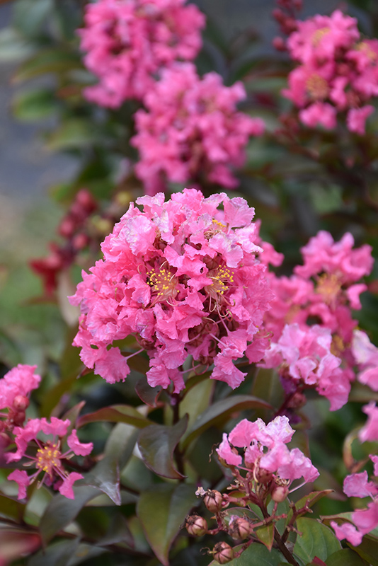 Coral Magic Crapemyrtle (Lagerstroemia 'Coral Magic') at Hicks Nurseries