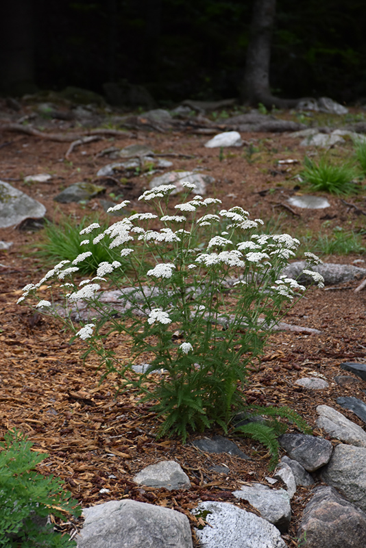 Common Yarrow (Achillea millefolium) at Hicks Nurseries