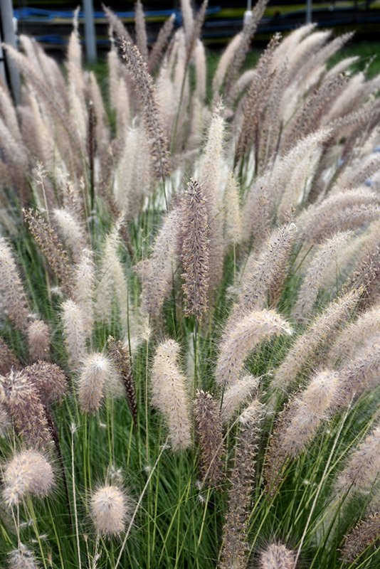 Fountain Grass (Pennisetum setaceum) at Hicks Nurseries