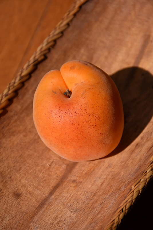 Goldcot Apricot (Prunus armeniaca 'Goldcot') at Hicks Nurseries