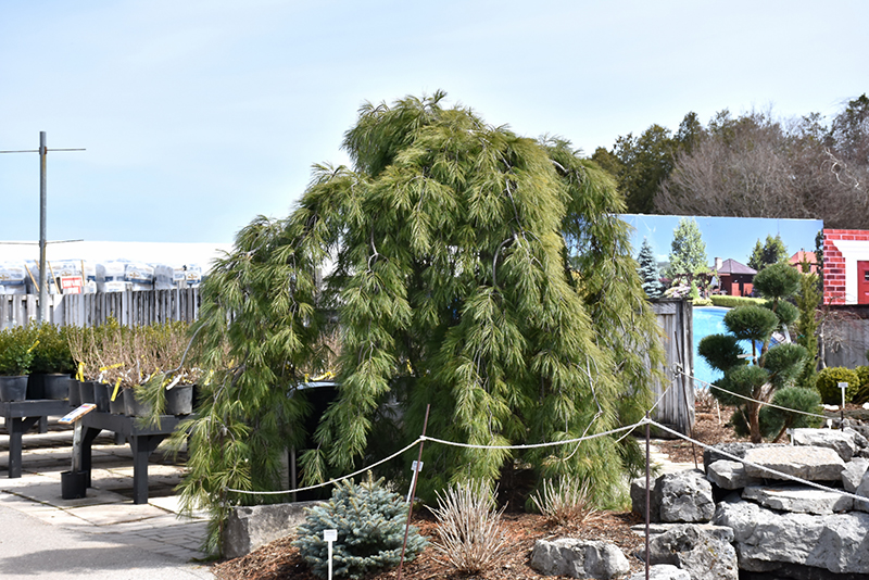 Weeping White Pine (Pinus strobus 'Pendula') at Hicks Nurseries