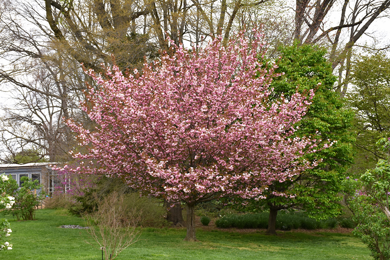 Kwanzan Flowering Cherry (Prunus serrulata 'Kwanzan') at Hicks Nurseries