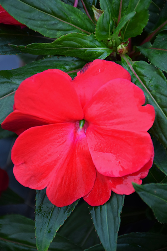 Sonic Red New Guinea Impatiens (Impatiens 'Sonic Red') at Hicks Nurseries