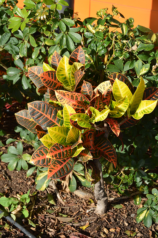 Variegated Croton (Codiaeum variegatum var. pictum) at Hicks Nurseries