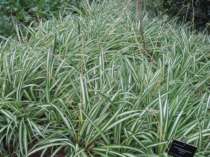 Variegated Spider Plant (Chlorophytum comosum 'Variegatum') at Hicks Nurseries