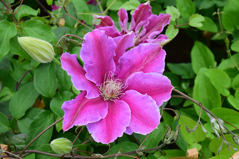 Dr. Ruppel Clematis (Clematis 'Dr. Ruppel') at Hicks Nurseries