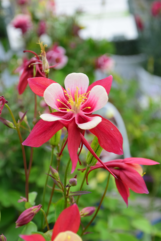 Origami Red and White Columbine (Aquilegia 'Origami Red and White') at Hicks Nurseries