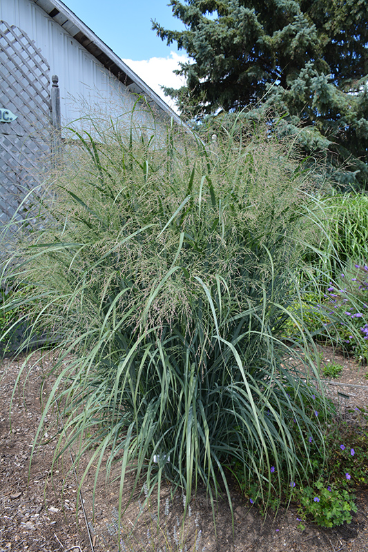 Northwind Switch Grass (Panicum virgatum 'Northwind') at Hicks Nurseries