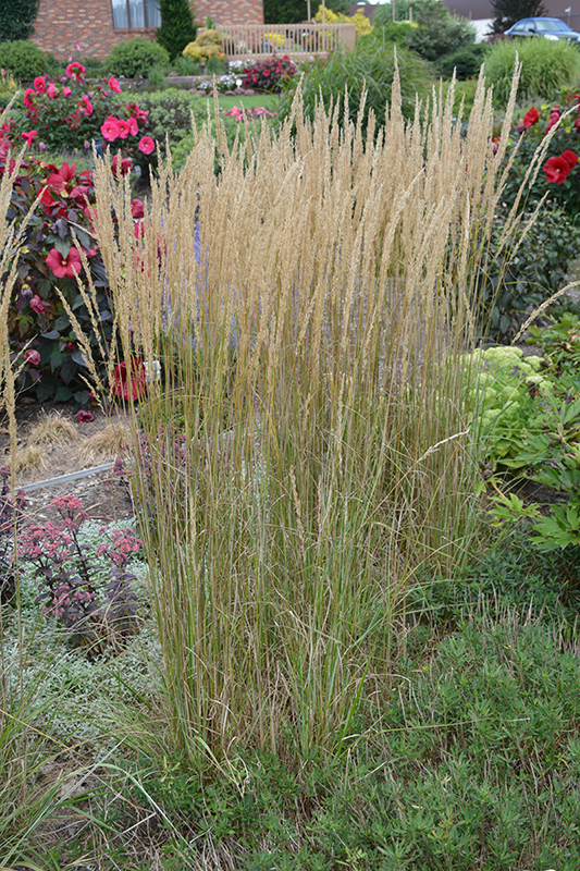 El Dorado Feather Reed Grass (Calamagrostis x acutiflora 'El Dorado') at Hicks Nurseries