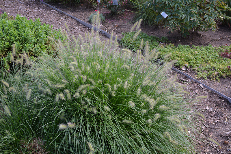 Little Bunny Dwarf Fountain Grass (Pennisetum alopecuroides 'Little Bunny') at Hicks Nurseries
