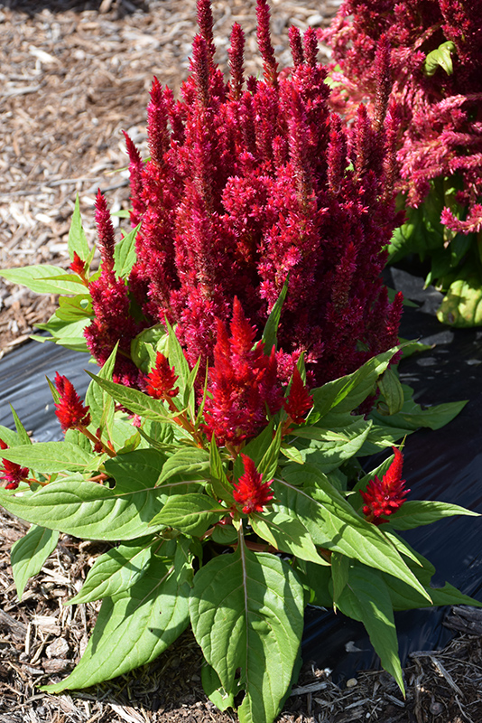 Fresh Look Red Celosia (Celosia 'Fresh Look Red') at Hicks Nurseries