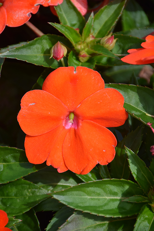 SunPatiens Vigorous Orange New Guinea Impatiens (Impatiens 'SunPatiens Vigorous Orange') at Hicks Nurseries