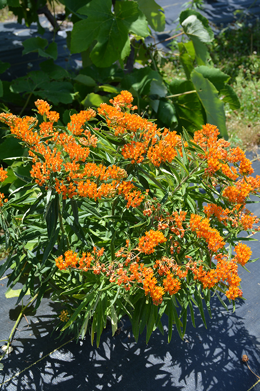 Butterfly Weed (Asclepias tuberosa) at Hicks Nurseries