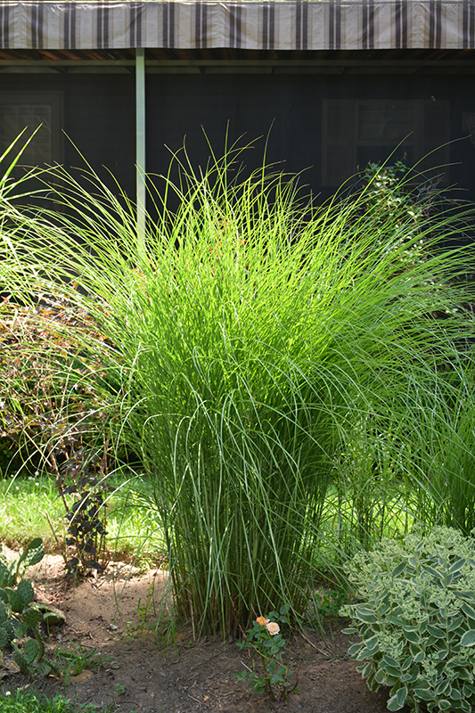 Gracillimus Maiden Grass (Miscanthus sinensis 'Gracillimus') at Hicks Nurseries