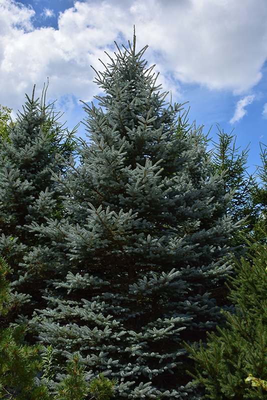 Baby Blue Eyes Spruce (Picea pungens 'Baby Blue Eyes') at Hicks Nurseries