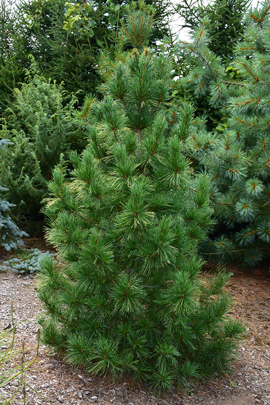 Columnar White Pine (Pinus strobus 'Fastigiata') at Hicks Nurseries