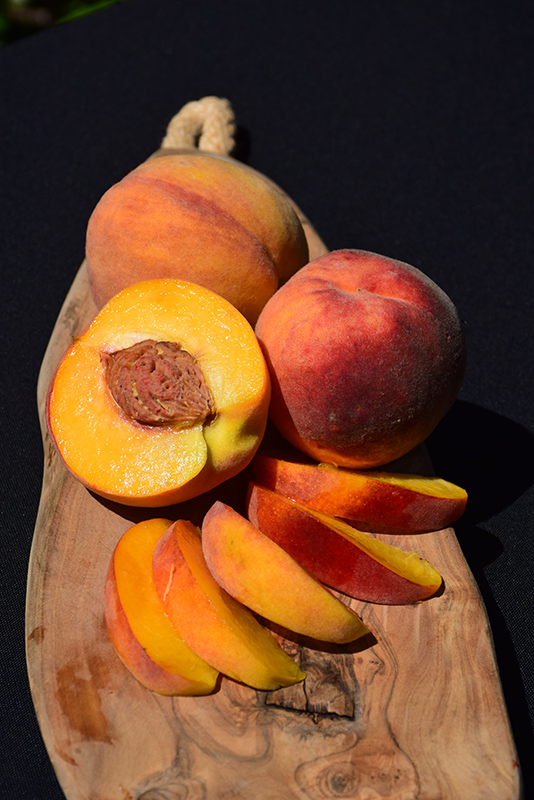 Elberta Peach (Prunus persica 'Elberta') at Hicks Nurseries