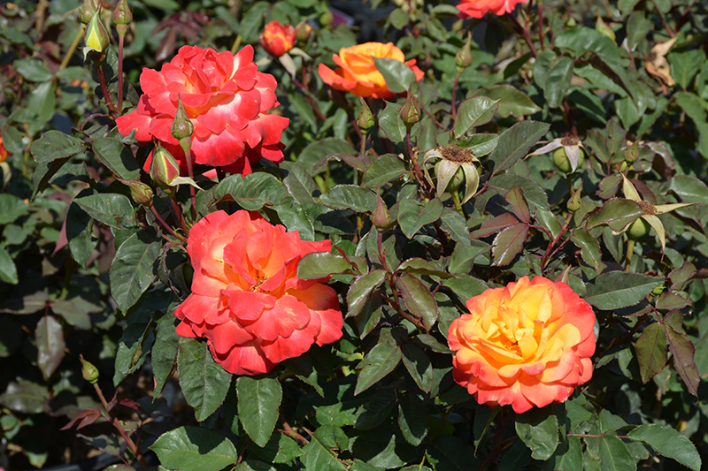 Rio Samba Rose (Rosa 'Rio Samba') at Hicks Nurseries