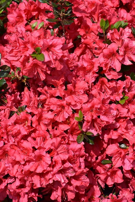 Johanna Azalea (Rhododendron 'Johanna') at Hicks Nurseries