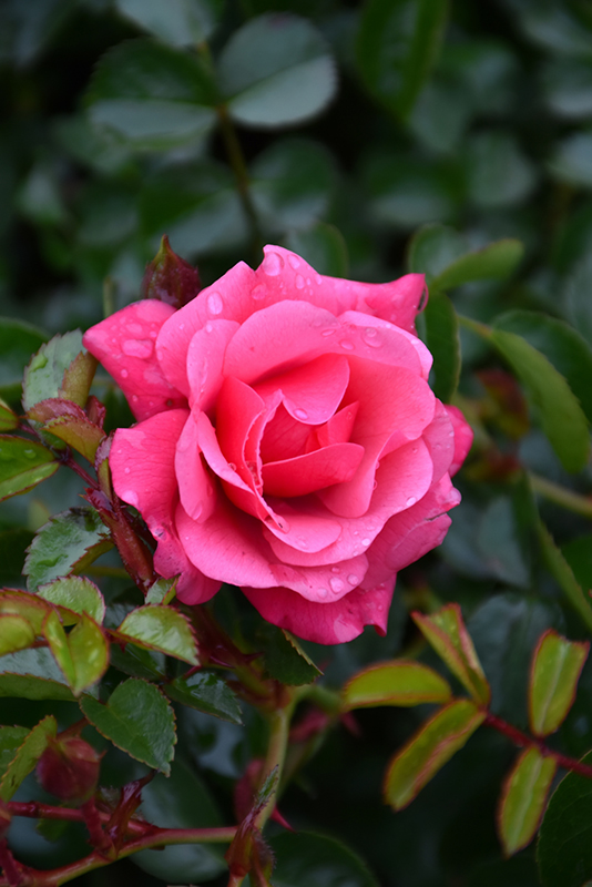 Flower Carpet Pink Supreme Rose (Rosa 'Flower Carpet Pink Supreme') at Hicks Nurseries