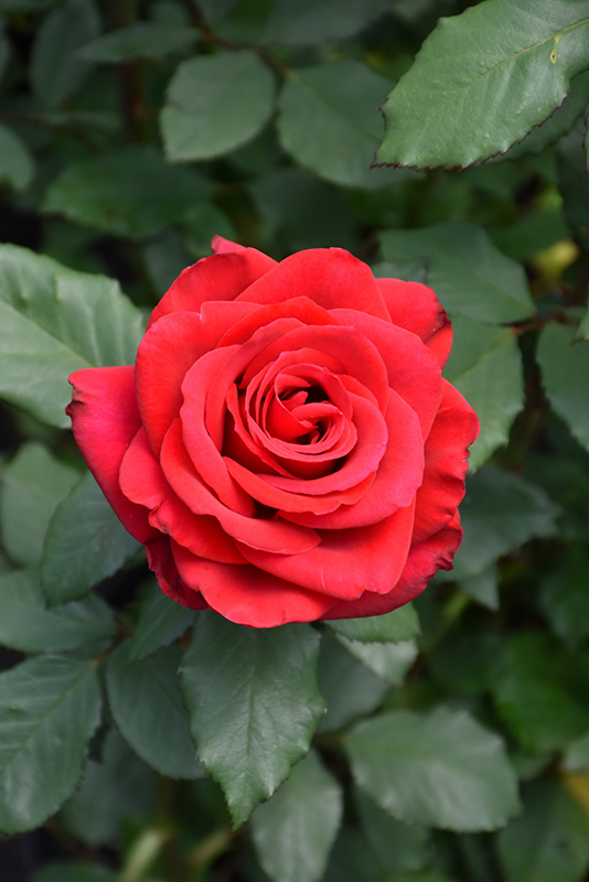 Olympiad Rose (Rosa 'Olympiad') at Hicks Nurseries