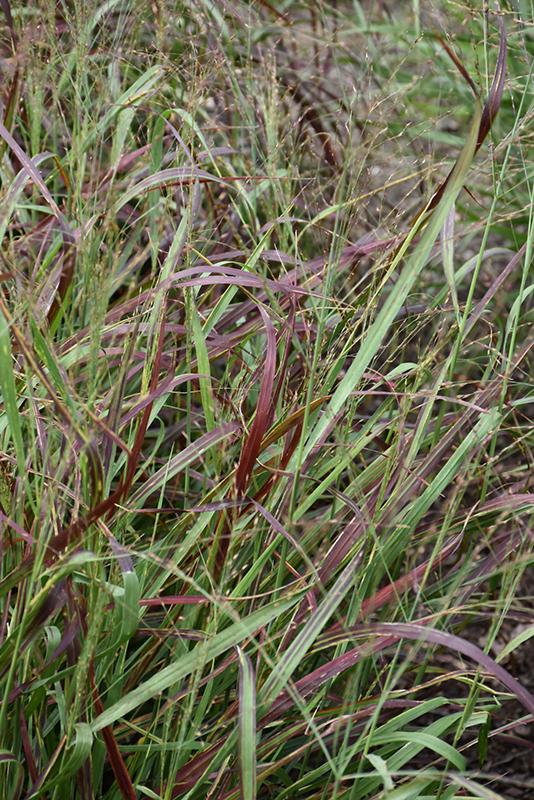 Ruby Ribbons Switch Grass (Panicum virgatum 'Ruby Ribbons') in Long ...