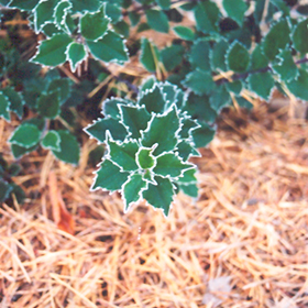 Plant Photo 5