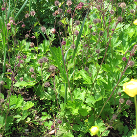 Plant Photo 9