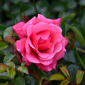 Plant Photo 5