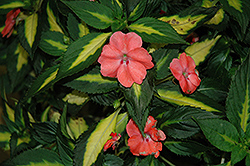 Click to view a full-size photo of SunPatiens® Spreading Variegated Salmon New Guinea Impatiens (Impatiens 'SunPatiens Spreading Variegated Salmon') at Hicks Nurseries SunPatiens® Spreading Variegated Salmon New Guinea Impatiens (Impatiens 'SunPatiens Spreading Variegated Salmon') at Hicks Nurseries