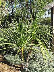 Curve-leaf Yucca (Yucca recurvifolia) in Long Island Westbury Nassau ...